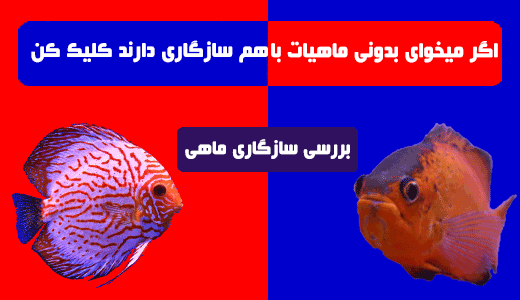 promo-banner-image