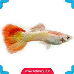 ماهی سیلور-رد-گوپی