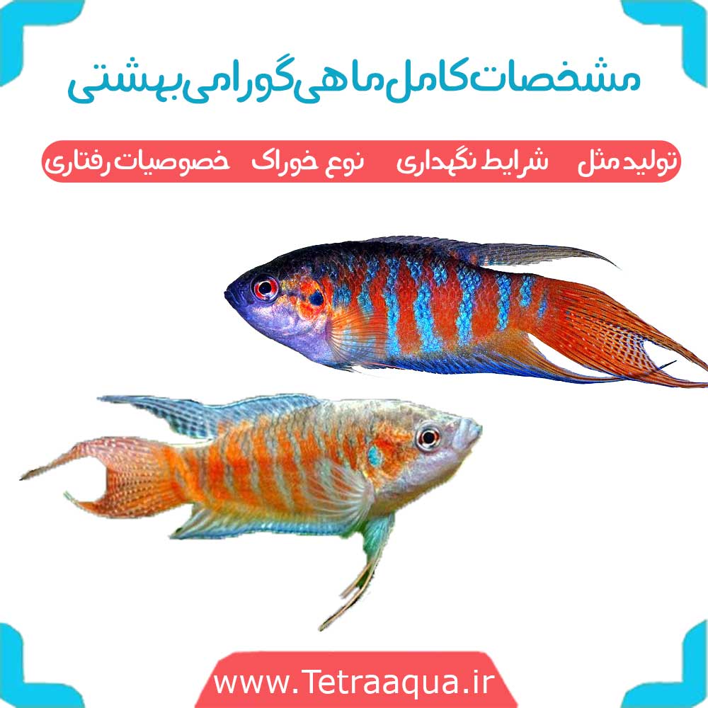 معرفی ماهی گورامی بهشتی
