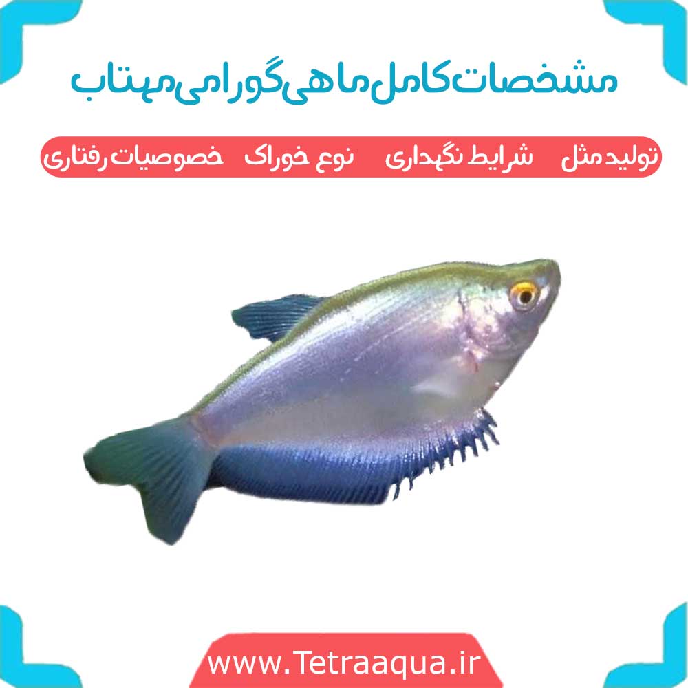 مشخصات کامل ماهی گورامی مهتاب شرایط نگهداری ، تولید مثل و خصوصیات رفتاری