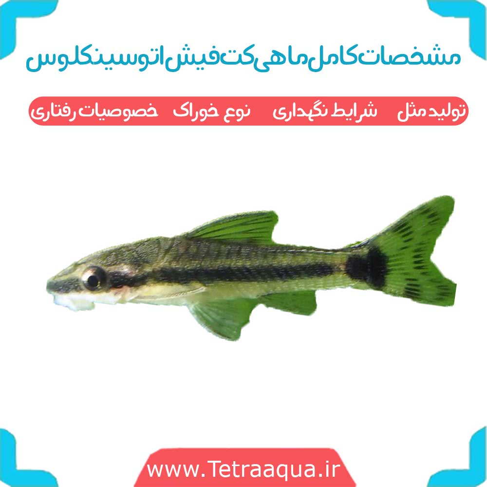 معرفی-ماهی-کت-فیش-اتوسینکلوس