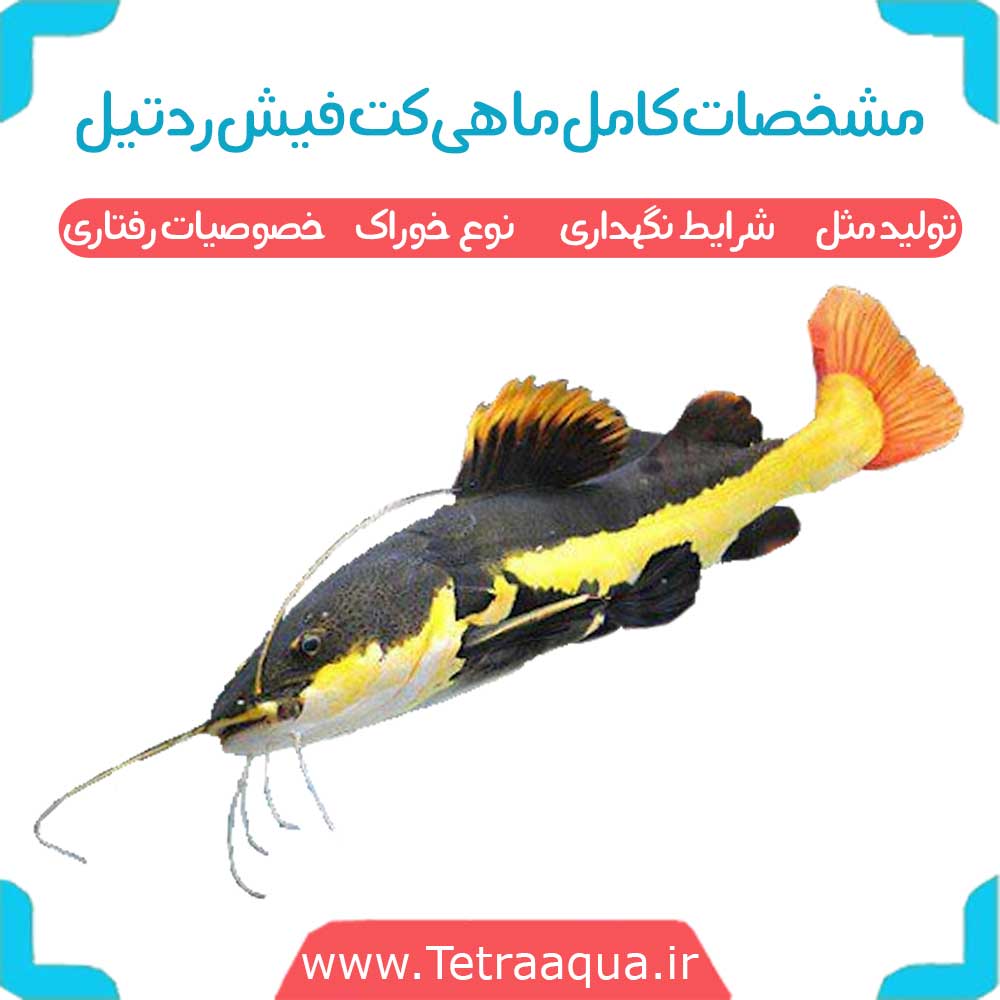 مشخصات کامل ماهی کت فیش رد تیل شرایط نگهداری ، تولید مثل و خصوصیات رفتاری