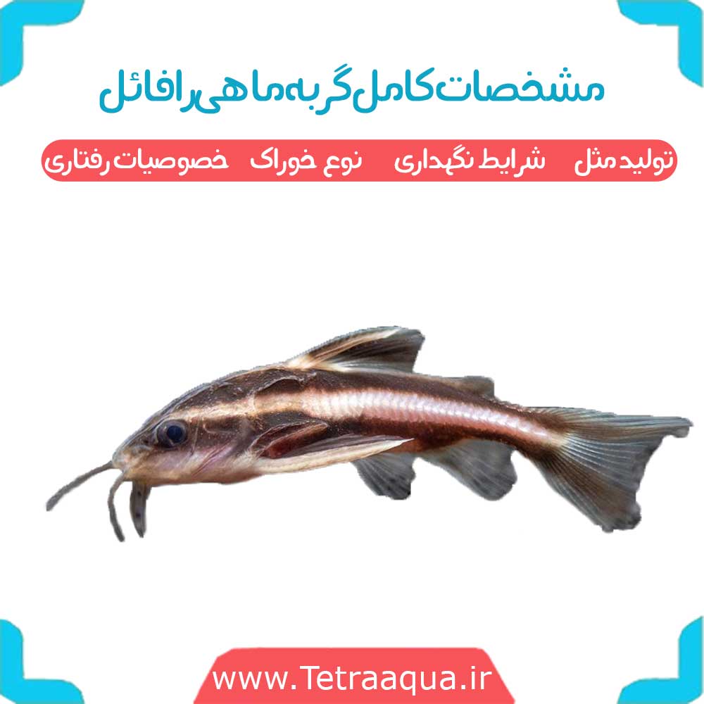 معرفی-کامل-ماهی-گورامی-مرواریدی