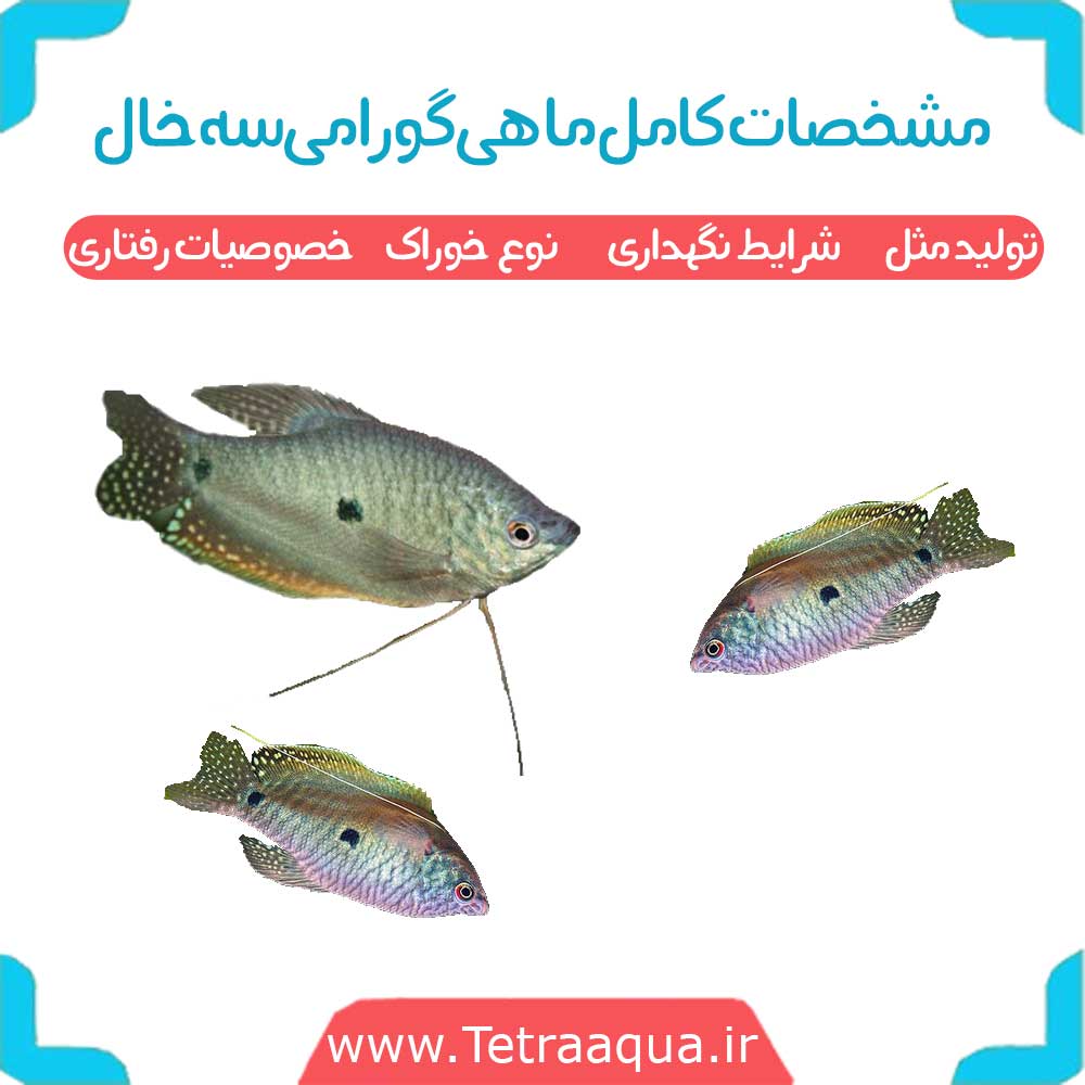 مشخصات کامل ماهی گورامی سه خال شرایط نگهداری ، تولید مثل و خصوصیات رفتاری