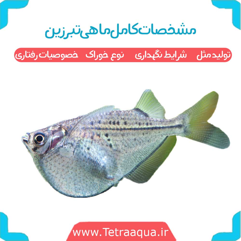 مشخصات کامل ماهی تبرزین شرایط نگهداری ، تولید مثل و خصوصیات رفتاری