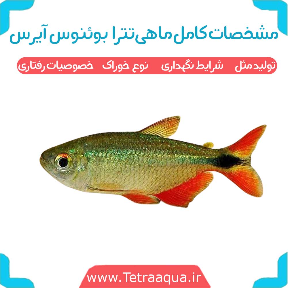 مشخصات کامل ماهی تترا بوئنوس آیرس شرایط نگهداری ، تولید مثل و خصوصیات رفتاری