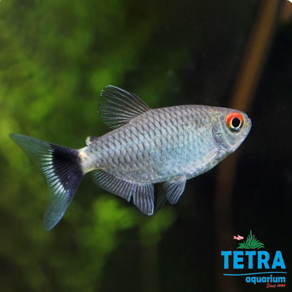 ماهی تترا چشم قرمز Red Eye Tetra
