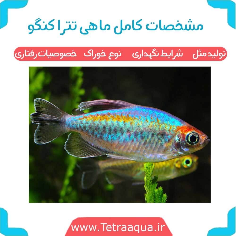 ماهی تترا کنگو