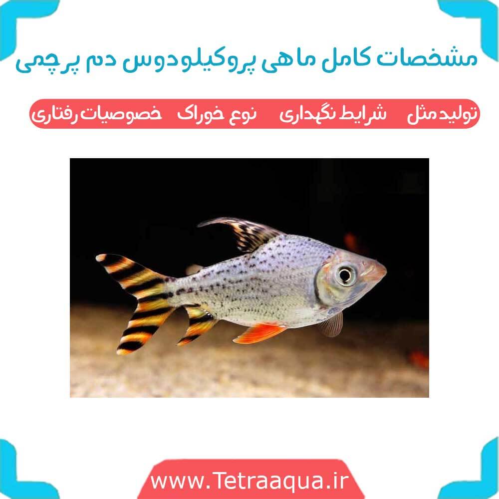 ماهی پروکیلودوس دم پرچمی