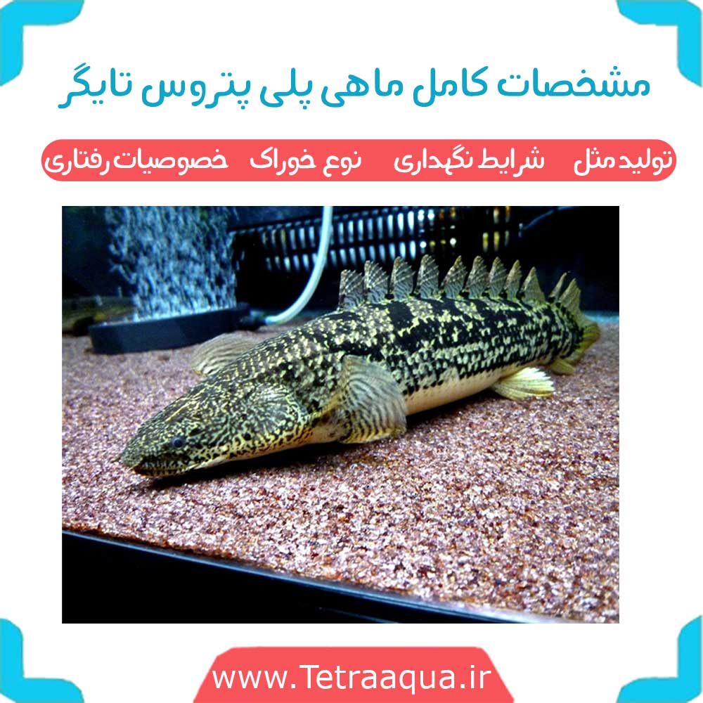 ماهی پلیپتروس تایگر