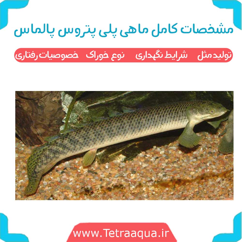 ماهی پلیپتروس پالماس