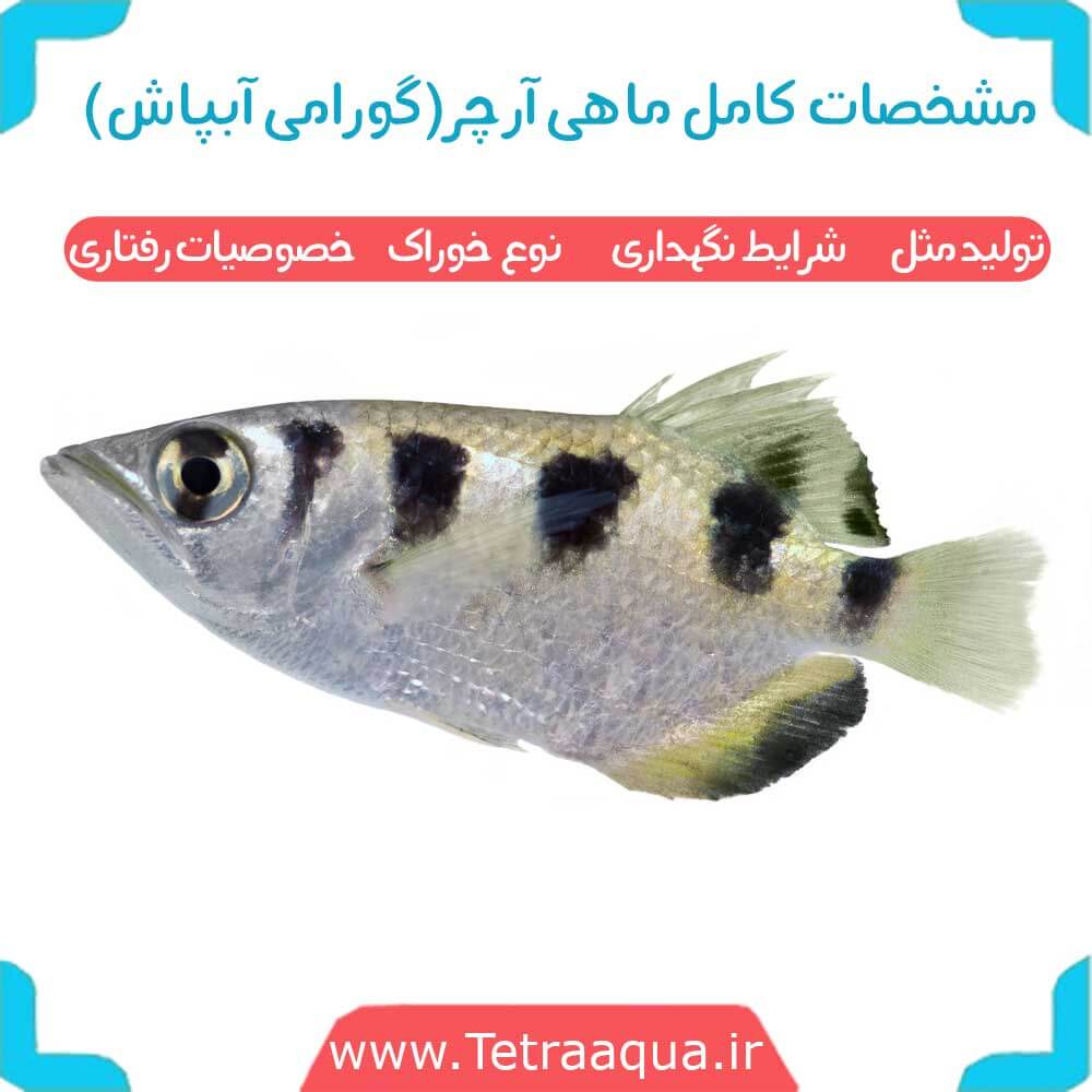 ماهی آرچر(گورامی آبپاش)