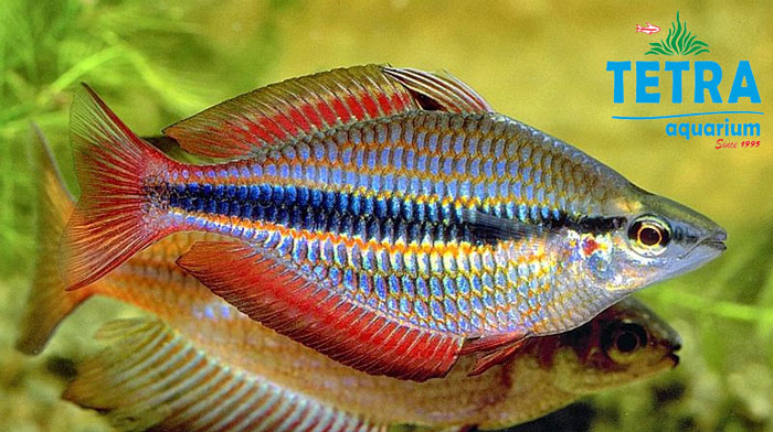 Banded Rainbow Fish رنگین کمانی بند دار