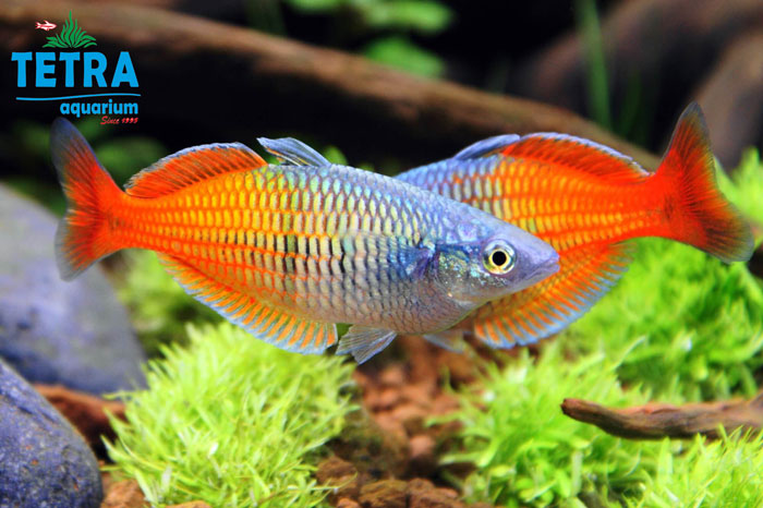 Boeseman's Rainbow Fish (1)