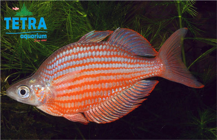 Dority's Rainbow Fish (1)