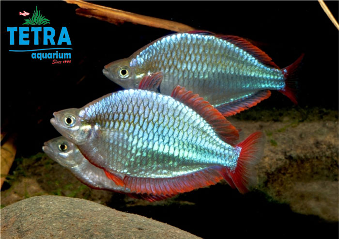 Dwarf Rainbow Fish رنگین کمانی کوتوله
