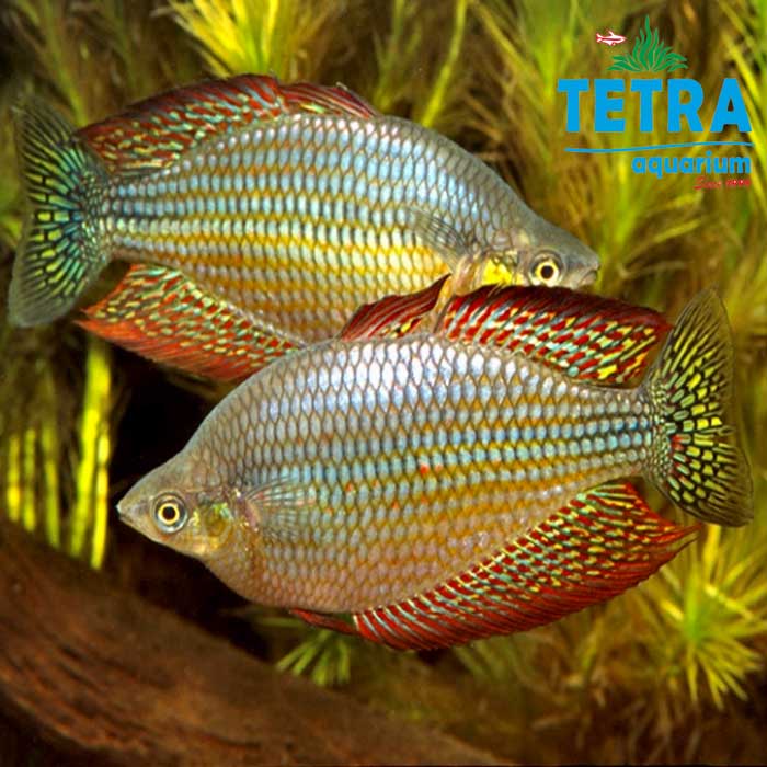 Eastern Rainbow Fish
