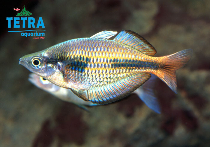 Lakamora Rainbow Fish