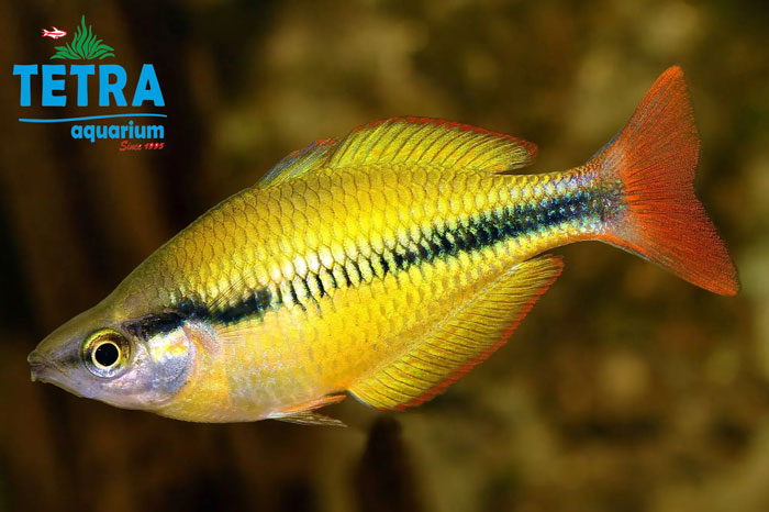 Lake Tebera Rainbow Fish