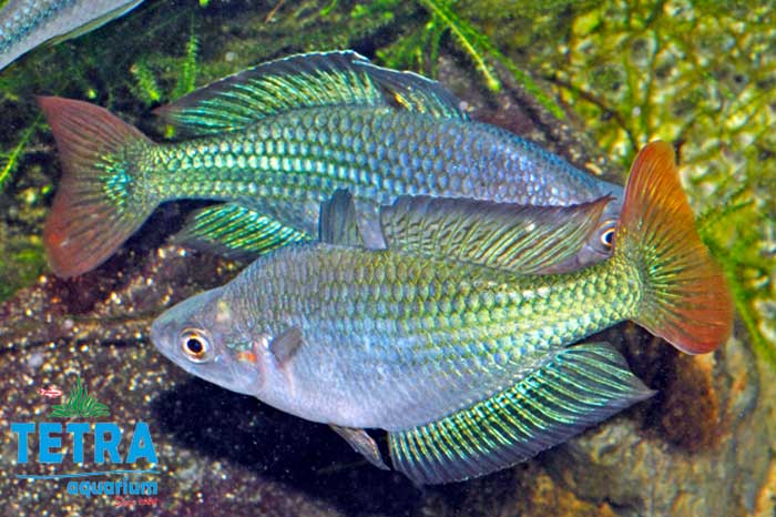 Murray River Rainbow Fish