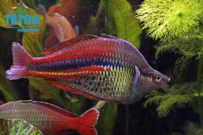 New Guinea Rainbow Fish (1)