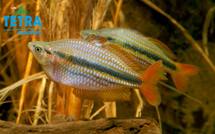 Northern Rainbow Fish (1)