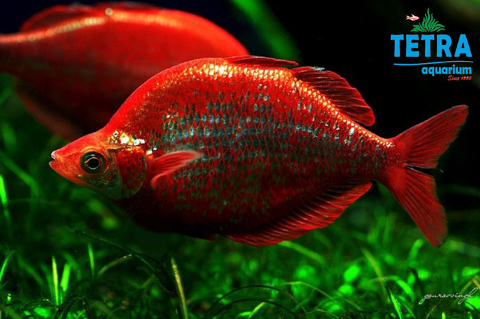 Red Rainbow Fish رنگین کمانی قرمز 