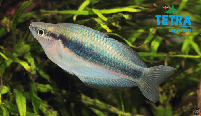 Waigeo Rainbow Fish (1)