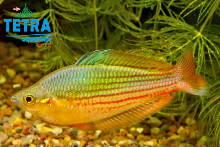 garylangei Rainbow Fish رنگین کمانی گری لنگی