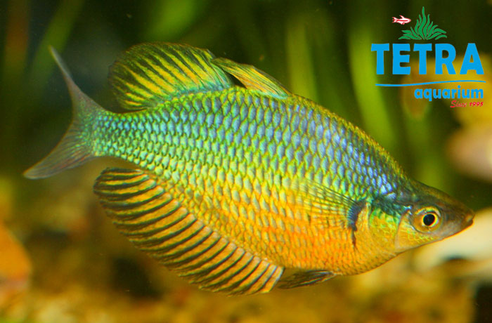 kabia Rainbow Fish (1)