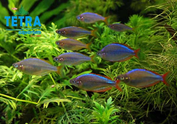 معرفی ماهی رنگین کمانی کوتوله Dwarf RainbowFish