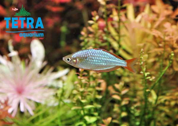 معرفی ماهی رنگین کمانی کوتوله Dwarf RainbowFish 03
