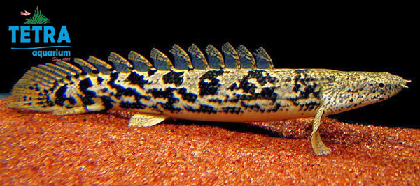 Polypterus Ansorgii