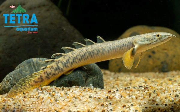 Polypterus Speckled