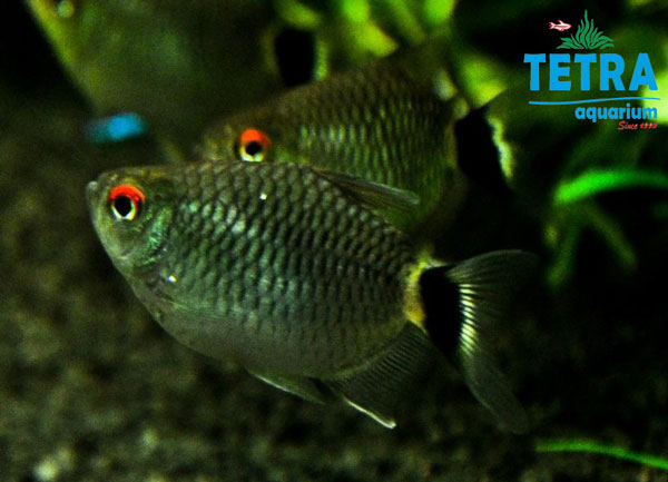 ماهی تترا چشم قرمز (01)
