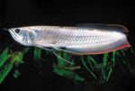 ماهی سیلور آروانا آمازون silver arowana