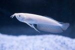 ماهی آروانا سیلور آلبینو albino silver arowana