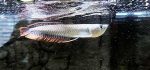 ماهی سیلور آروانا آمازون silver arowana