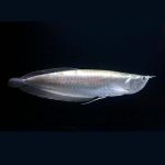 ماهی سیلور آروانا آمازون silver arowana