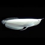 ماهی آروانا سیلور آلبینو albino silver arowana