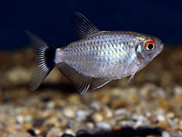 ماهی تترا چشم قرمز (06)