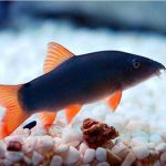 لوچ بوتیا آبی BLUE BOTIA LOACH