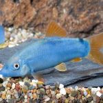 لوچ بوتیا آبی BLUE BOTIA LOACH