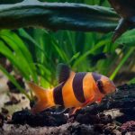 ماهی لوچ دلقک CLOWN LOACH FISH