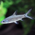 ماهی سیلور شارک SILVER SHARK FISH