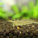 شریمپ آمانو AMANO SHRIMP