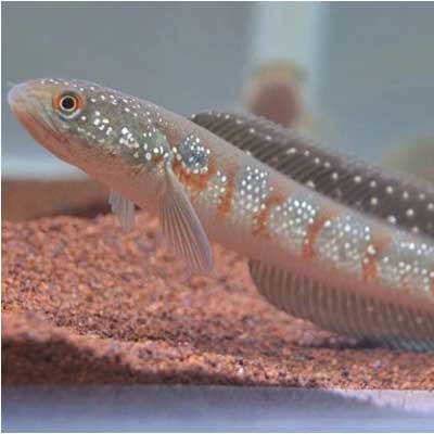 ماهی چانا رد آسیاتیکا red-asiatic snakehead