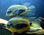 ماهی سیکلید اورا UARU CICHLID