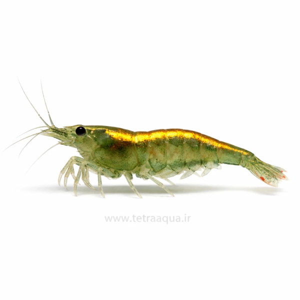 golden shrimp