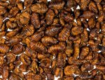 tropical silkworm